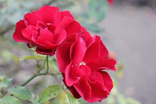 Flowers Red Rose Beautiful Flower Romantic