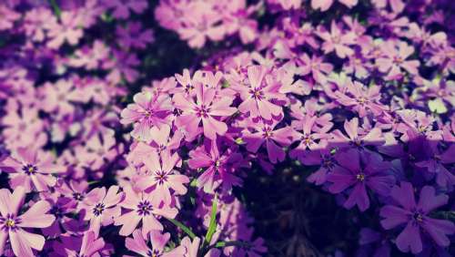 Flowers Garden Plants