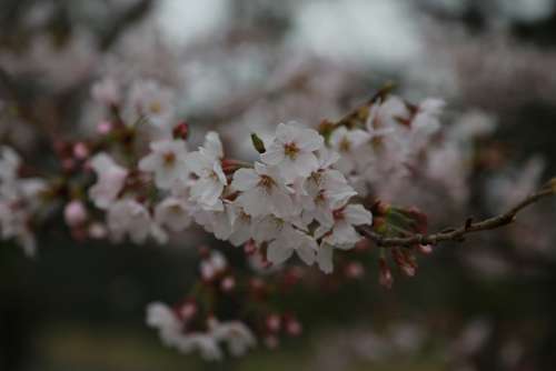 Flowers Cherry Tree Cherry Blossom Cherry Flowers