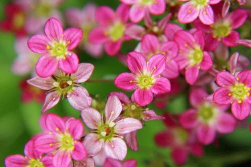 Flowers Pink Spring Romantic Garden Tender