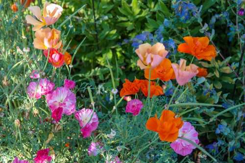 Flowers Vetches Garden Summer Colorful