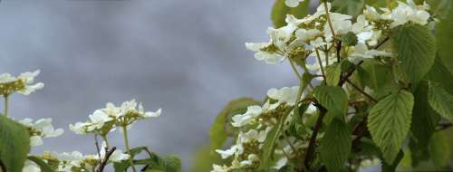 Flowers Nature Blossom Garden Petals