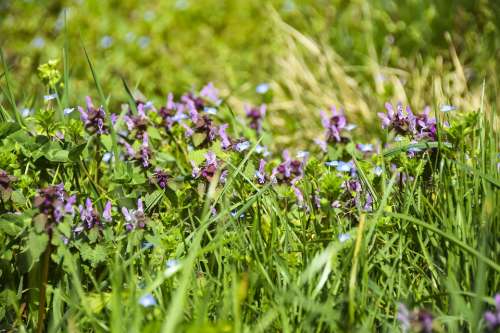 Flowers Purple Background Field Meadow Bokeh Blur