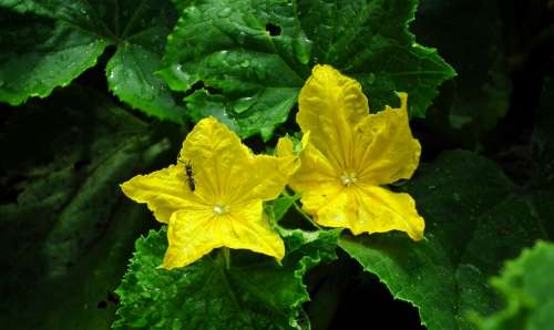 Flowers Cucumbers Vegetables Flourishing Nature