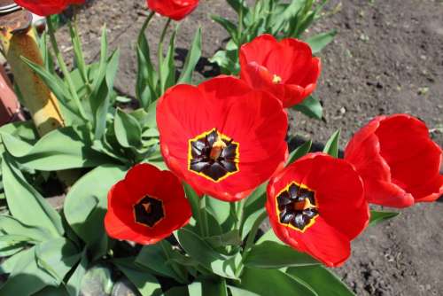 Flowers Soil Flora Mack Spring