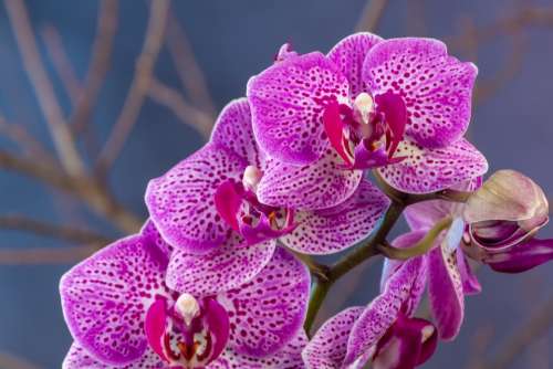 Flowers Orchid Tropical Violet Flower