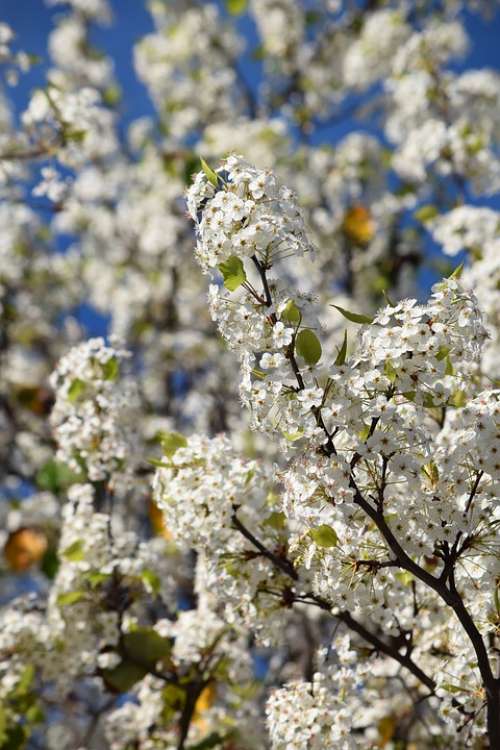 Flowers Spring Tree Nature Blossom Flora