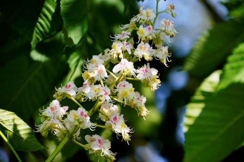 Flowers Petals Pistils Chestnut Tree Nature Flora