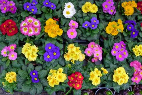 Flowers Flower Market Amsterdam Bedding Plants