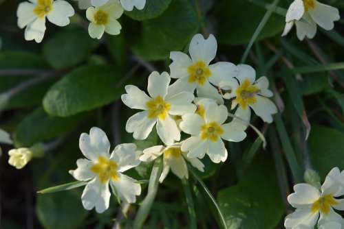 Flowers Primroses Yellow Flowers Season Spring