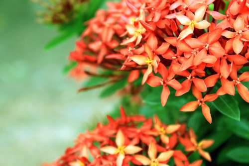 Flowers Red Plant Blossom Nature