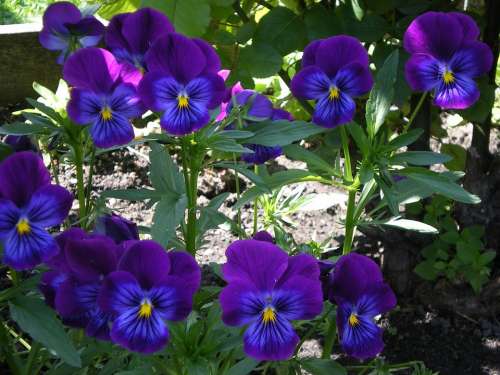 Flowers Nature Purple Flowers Beauty Dacha Garden