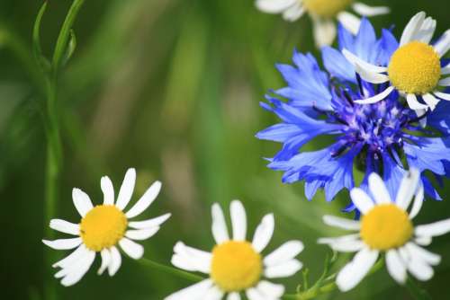 Flowers Blue White Wildflowers