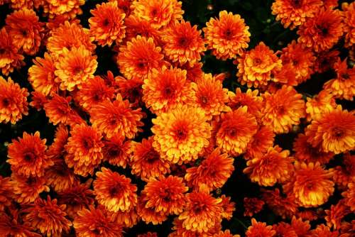 Flowers Bloom Blossom Orange Colorful Sunny