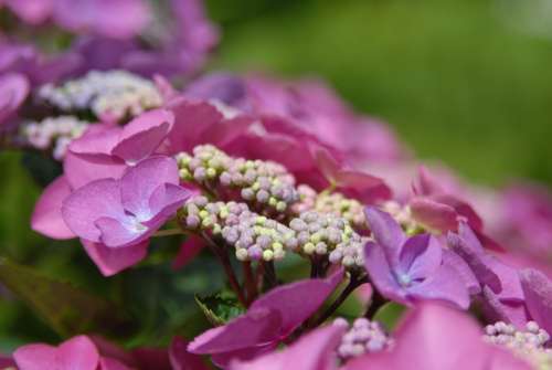 Flowers Plant Nature Spring Close Up Pink Green