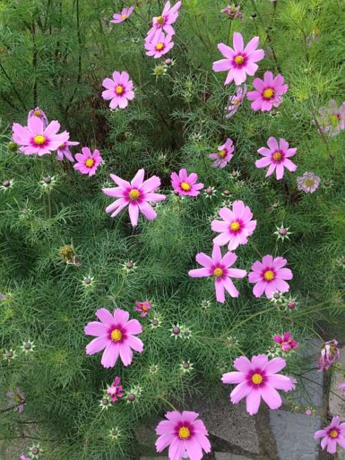 Flowers Pink Green Nature Cosmos