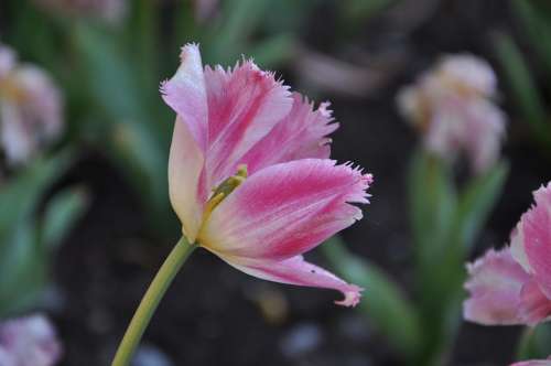 Flowers Flora Tulips Burgas