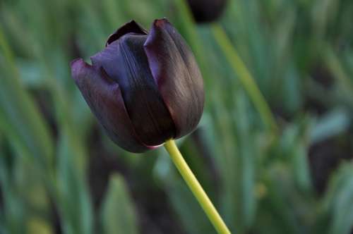 Flowers Flora Tulips Burgas Black