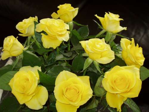 Flowers Rose Yellow