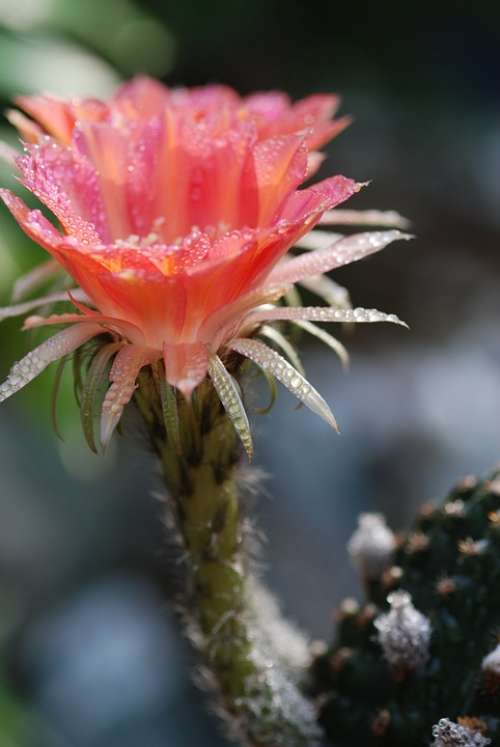 Flowers Cactus Spring Natural Crystal Clear Grass