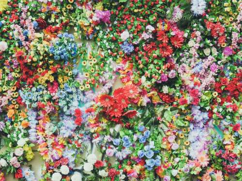 Flowers Colors Nature Floral Spring Summer