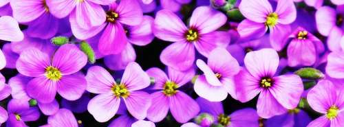 Flowers Purple Blütenmeer Purple Flower Flower
