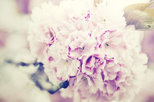 Flowers Bouquet Lilac Bouquet Of Flowers Purple