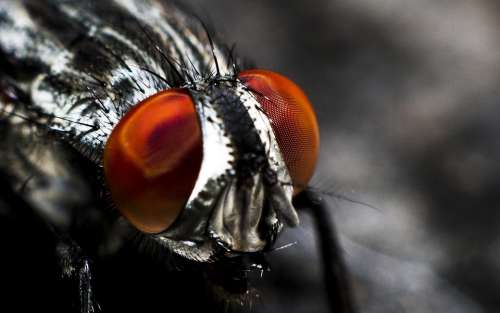 Fly Insect Compound Eyes Bug Close-Up Eyes Macro