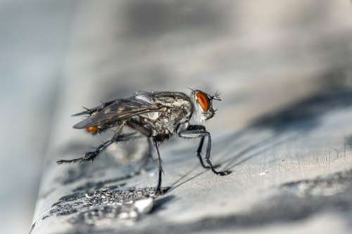 Fly Macro Insect Bug Closeup