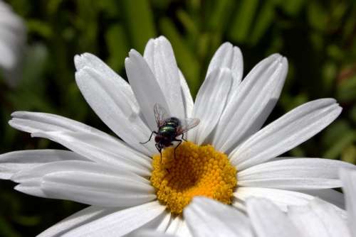 Fly Marguerite Flora Nature Summer Insect Blossom