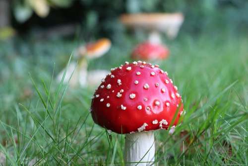 Fly Agaric In The Grass Garden Close Up
