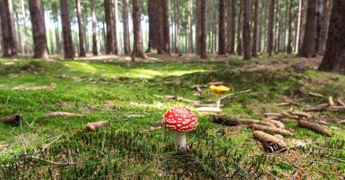 Fly Agaric Mushroom Forest Forestry Forest Floor