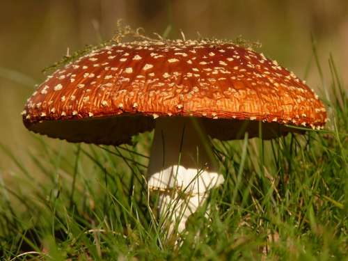 Fly Agaric Mushroom Poison Toxic Nature Forest