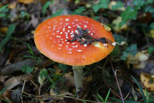 Fly Agaric Forest Toxic Lucky Guy Mushroom