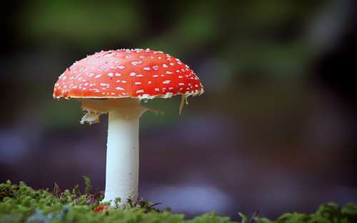 Fly Agaric Mushroom Nature Red Forest