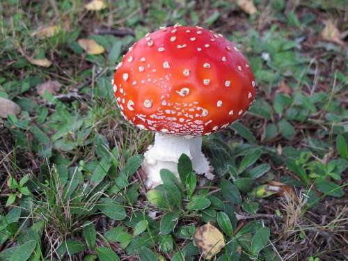 Fly Agaric Mushroom Autumn Toxic