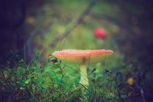 Fly Agaric Mushroom Red Poisonous Toxic Toadstool