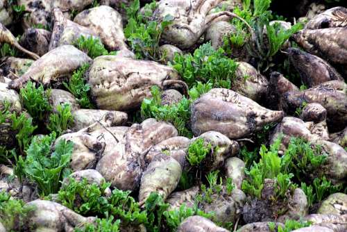 Fodder Beet Beta Vulgaris Raahner Rangasn Runkel