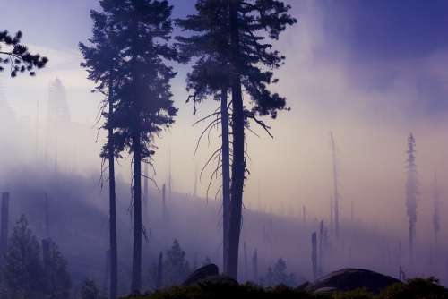 Fog Forest Trees Mist Nature Silhouette Woods