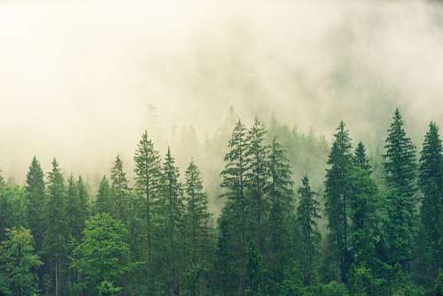 Fog Coniferous Forest Spruce Forest Green