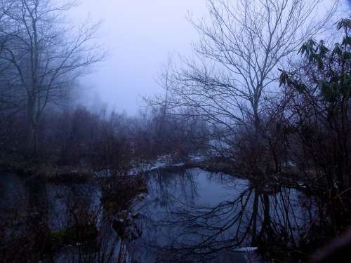 Fog Foggy Wetland Swamp Promised Land State Park
