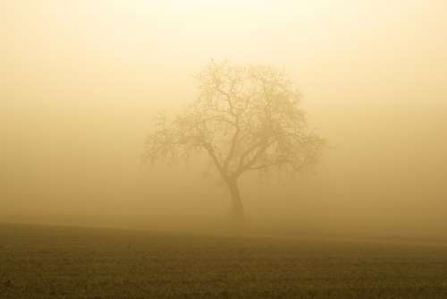 Fog Sun Trees Silhouette Mystical Nature