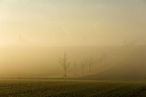 Fog Sun Backlighting Trees Silhouette Mystical