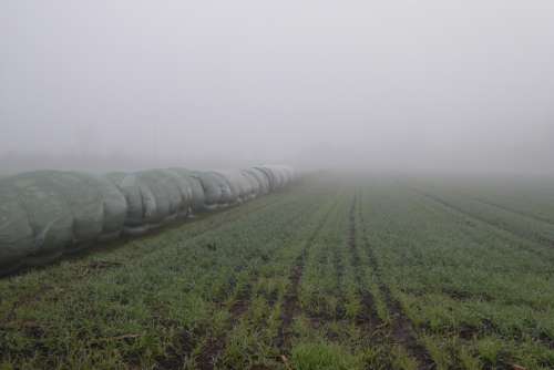 Fog Field Harvest Straw Bales Mood