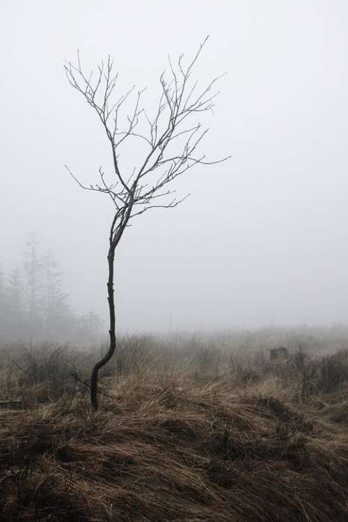 Fog Root Autumn Nature Mystical Mood Atmosphere
