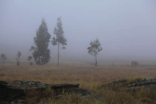 Fog Gum Trees Early Light Morning Eucalyptus