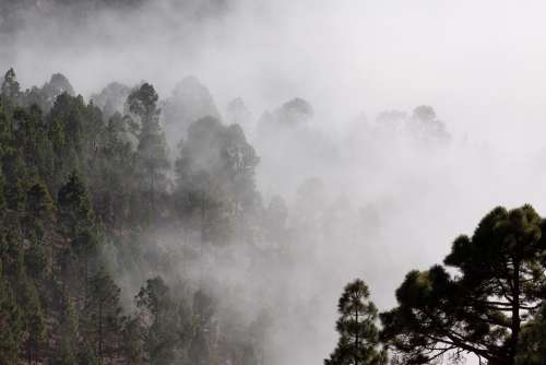 Fog Pine Trees Mysterious Landscape Invisible