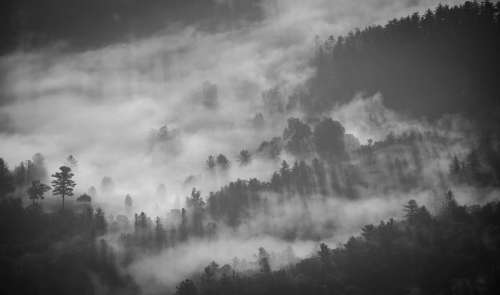 Foggy Forest Mystery Fog Landscape