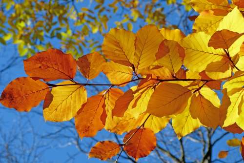 Foliage Beech Leaves Fall Bright Colors Light