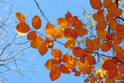 Foliage Nature Fall Leaves Light Contrast